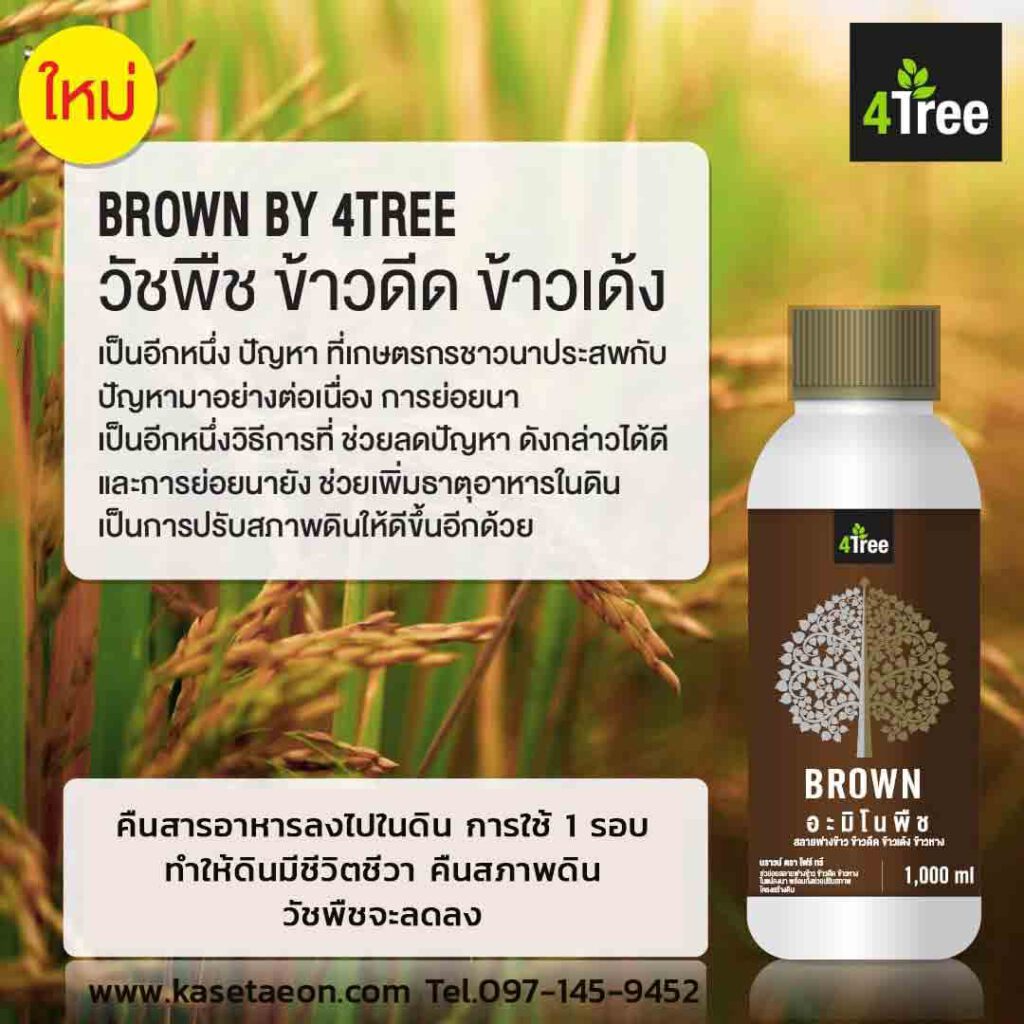 4tree สลายฟาง ข้าวดีด ข้าวเด้ง