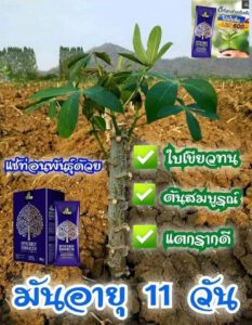โฟร์ที มันสำปะหลัง 4tree